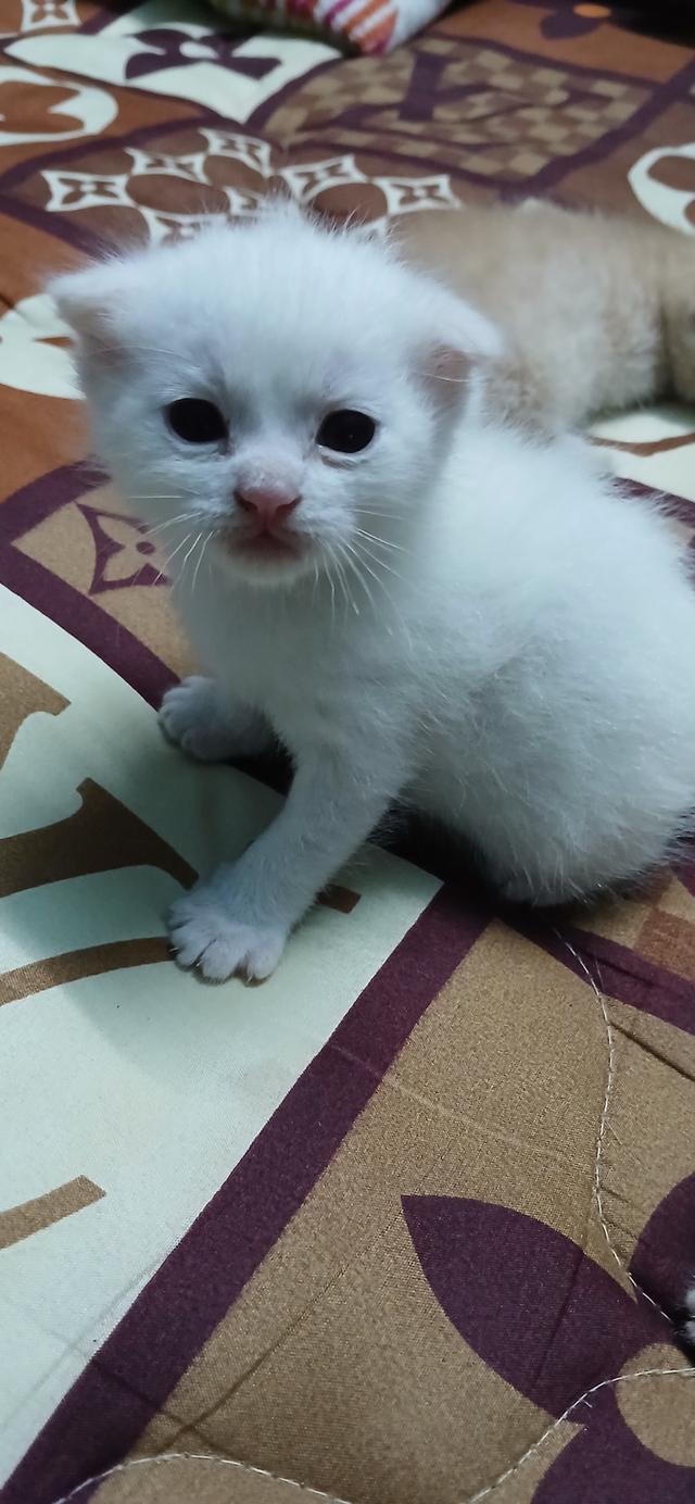 แมวสก๊อตติช 2