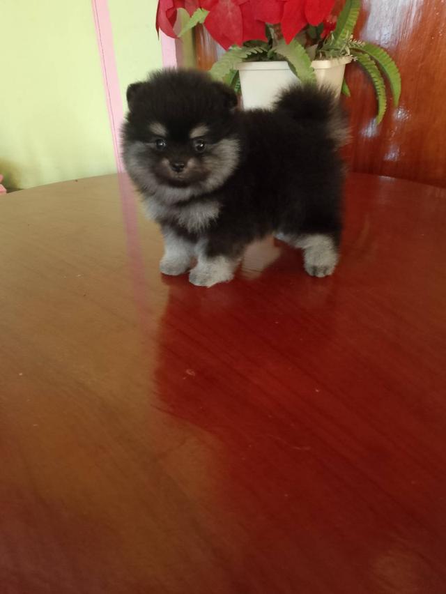 ลูกปอมฯพันธุ์แท้หน้าหมีสวยๆขนแน่นๆขาใหญ่ ลำตัวสั้น ขาสั้น จากพ่อแม่สายประกวด พร้อมส่งฉีดวัคซีนรวม 5 เชื้อเข็มที่ 1 ทักเป็นเจ้าของได้ตามเบอร์ รูปที่ 4