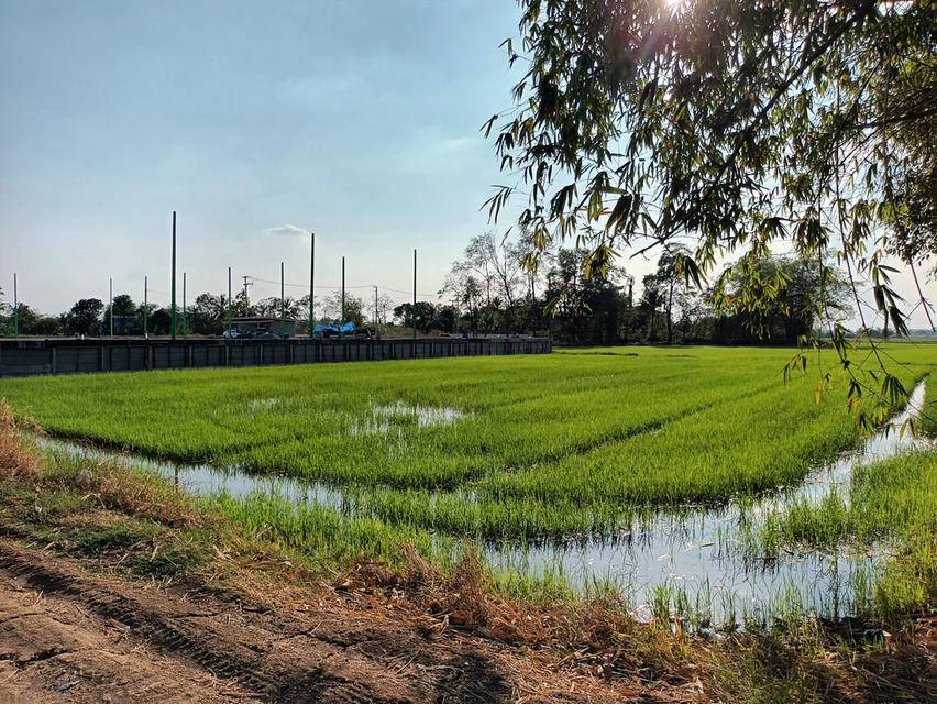 ขายที่ดิน ข้างสนามบอล จำปา ท่าเรือ อยุธยา 2
