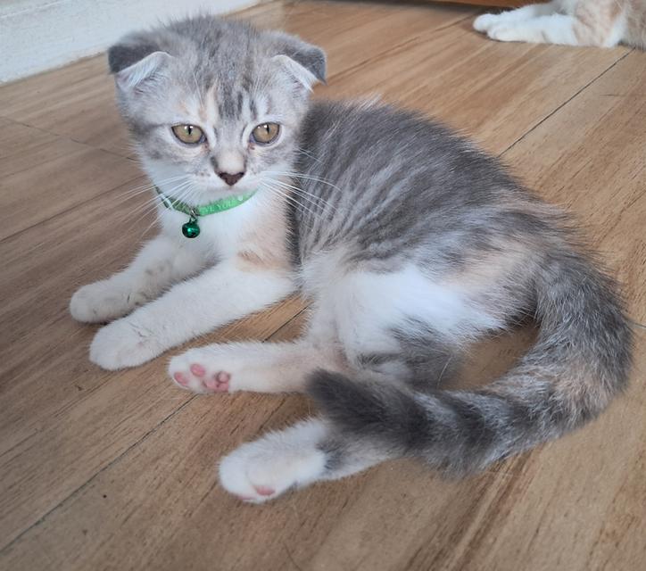 แมว Scottish fold แท้  