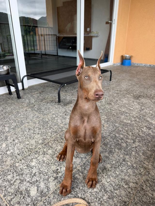 Doberman, ส่งต่อไห้ดับบ้านใหม่ สนใจติดต่อได้ค่ะ คุยได้