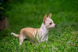 ชิวาวา (Chihuahua) 5