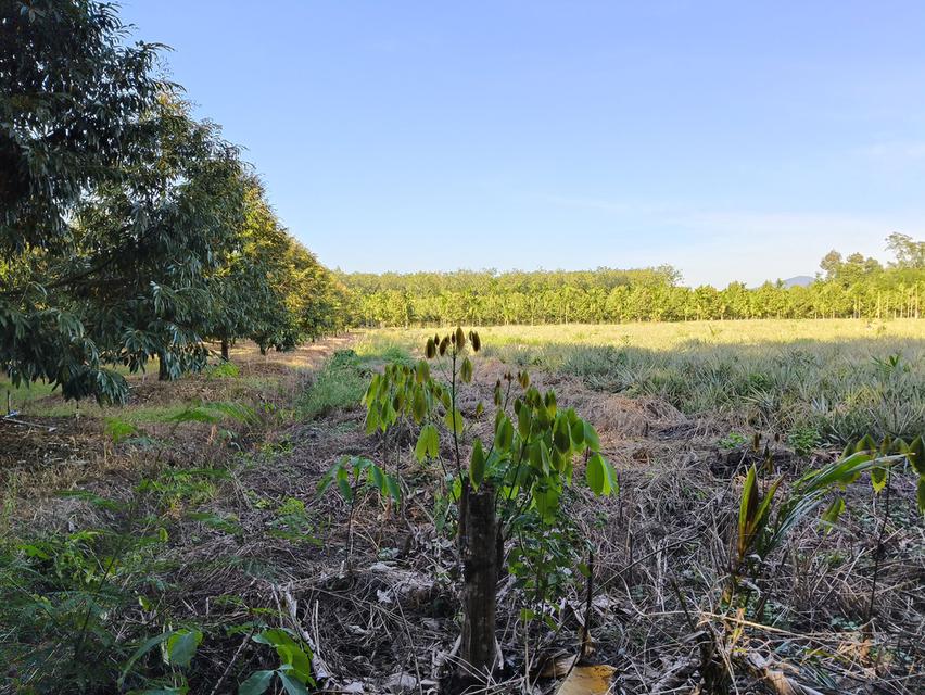 ( ด่วน )ขายที่ดิน อ.แกลง ระยอง ยกแปลง เนื้อที่ 5 ไร่ - 68.5 ตารางวา 10