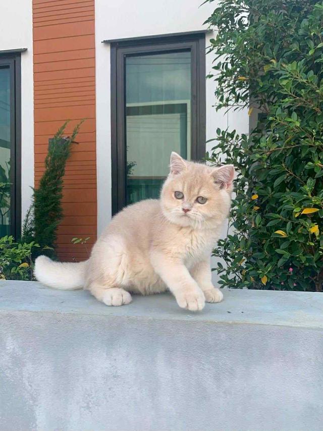 แมว บริติชช็อคแฮร์เด็กผู้ชาย 5เดือน 6