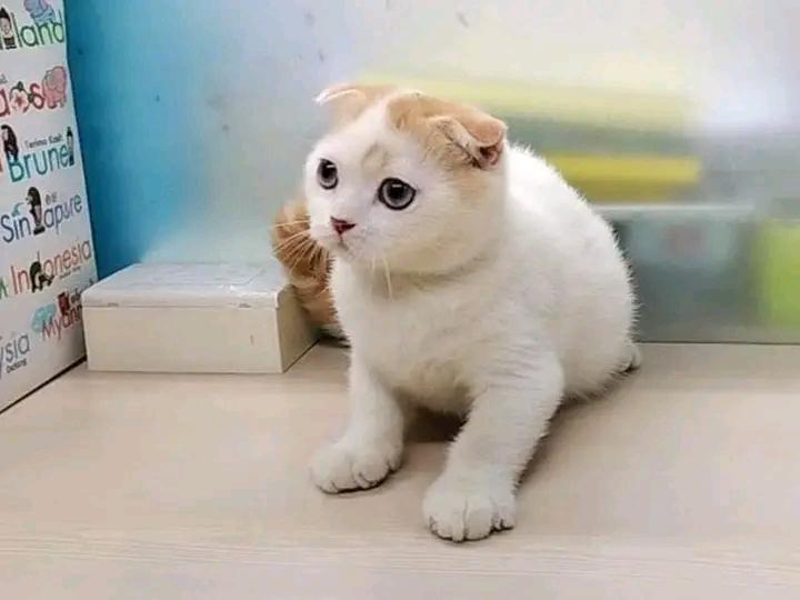 น้องแมวมันช์กิ้น สีขาว 1