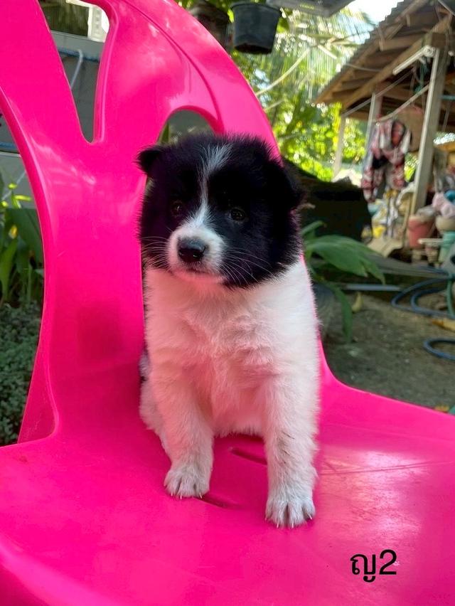 ลูกสนุัข พันธุ์บางแก้ว 17