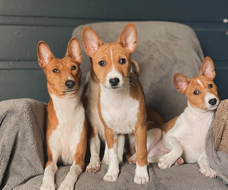 ขายสุนัข Basenji คอกนี้น่ารักทุกตัว