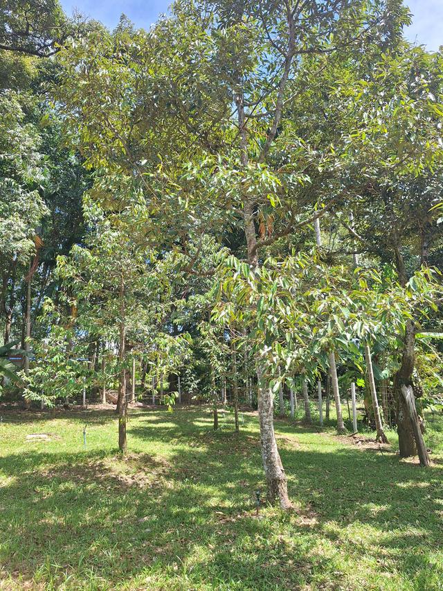 สวนทุเรียนแปลงเล็กระยอง 3