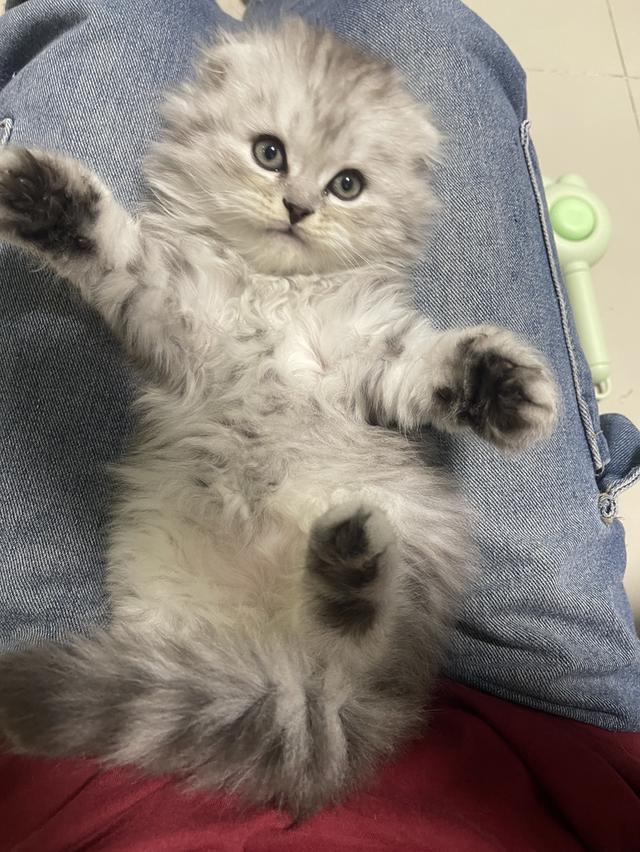 เปิดจองเด็กชาย (สก๊อตติชโฟผสม) รูปที่ 10