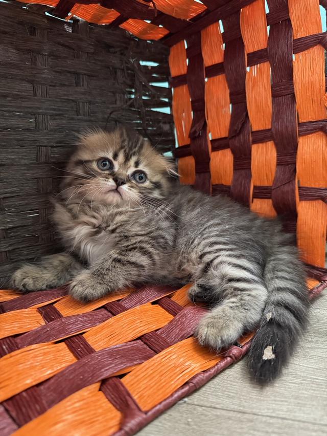 แมว Scottish fold สก็อตติชหูพับ 5