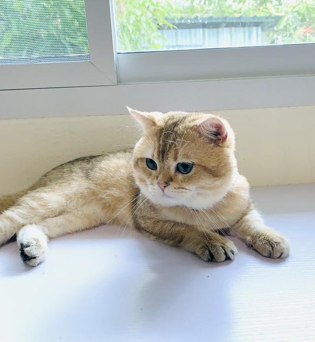 🏡 หาบ้านใหม่ให้น้อง British Shorthair อายุ 2 ปีกว่า