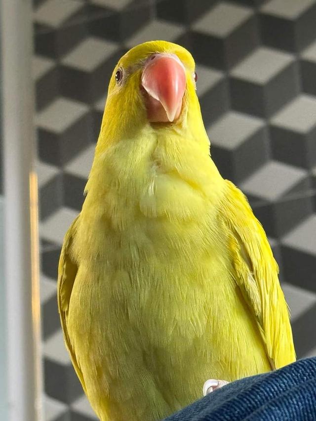 นกแก้ว ตัวผู้สีเหลือง 2