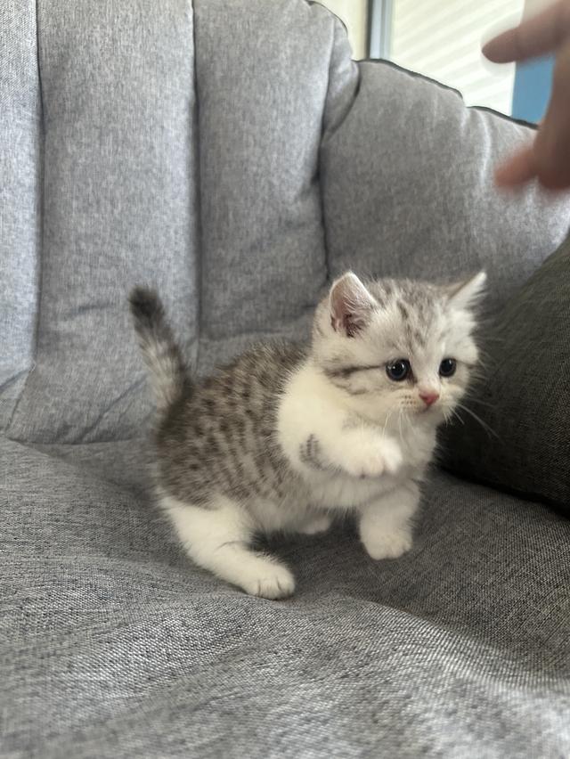 แมวmunchkin ขาสั้น เพศชาย รูปที่ 5