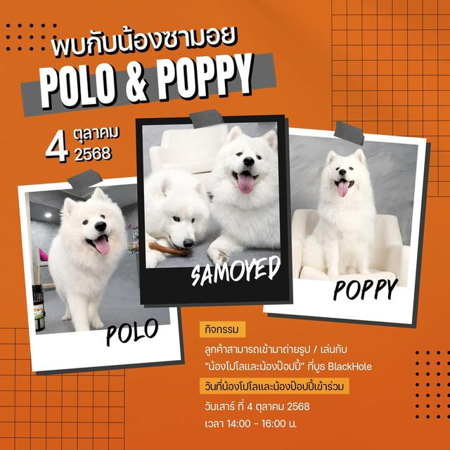 ซามอยด์ แท้ 100% พ่อลูกแชมป์รัสเซีย จีน สายโครงสร้าง แข็งแรง   7