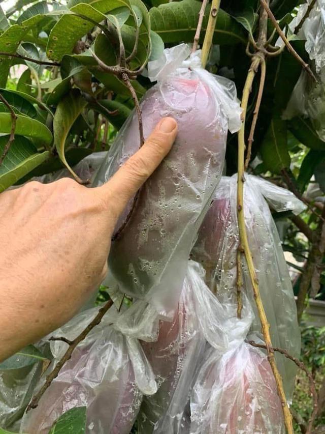 ขายที่ดินทำเลทอง! หมู่บ้านช่างทอง ต.สุเทพ อ.เมืองเชียงใหม่ ใกล้มหาวิทยาลัยเชียงใหม่ (หลัง มช.) 9