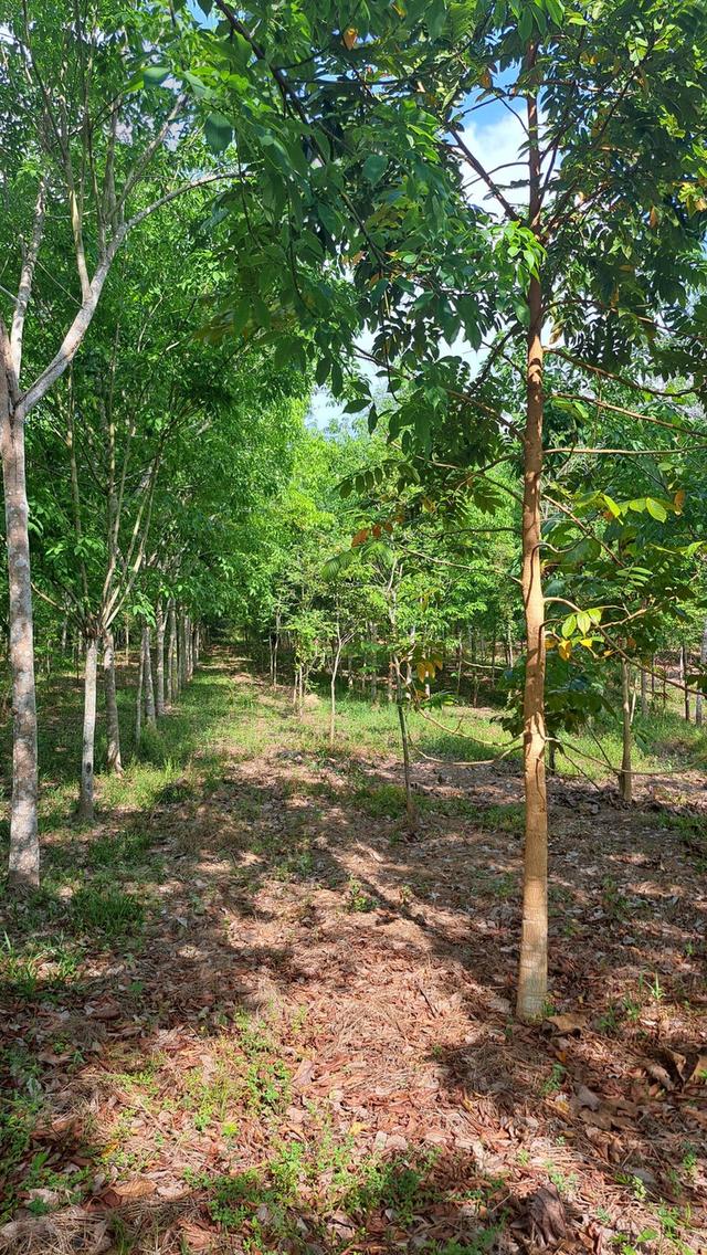 ที่ดินโฉนด ติดถนนสาธารณะ และ ไฟฟ้าเข้าถึง สวนยางนครศรีธรรมราช 4