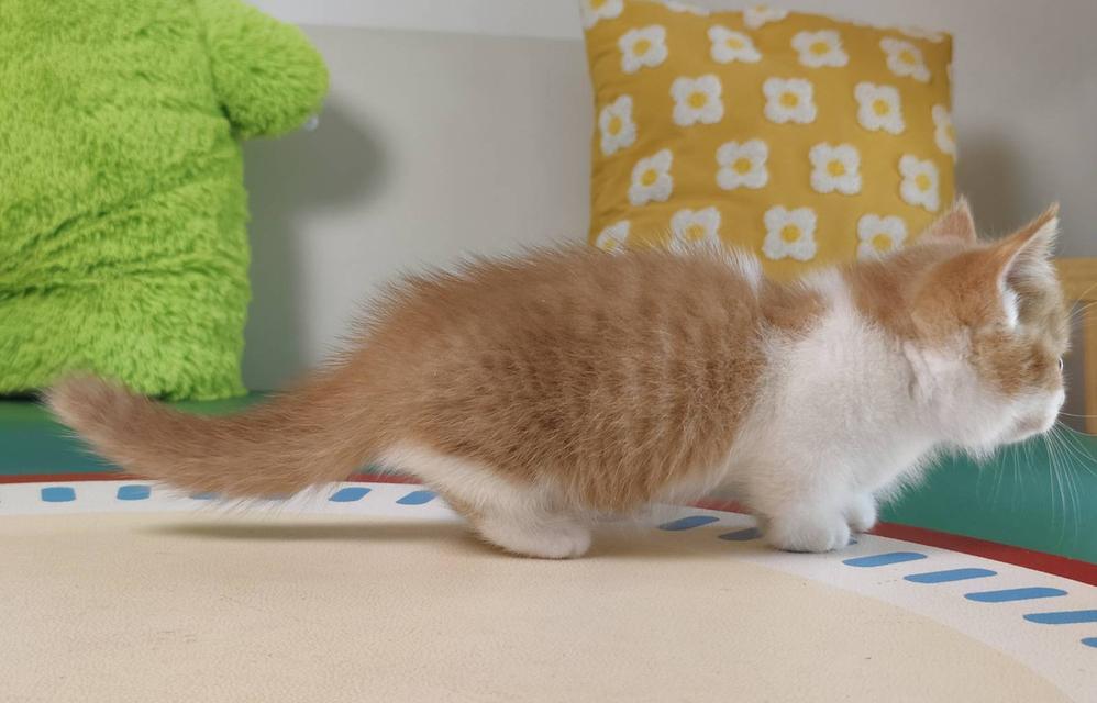 แมวมันช์กิ้น Munchkin short leg Oscat cattery chiangmai รูปที่ 7