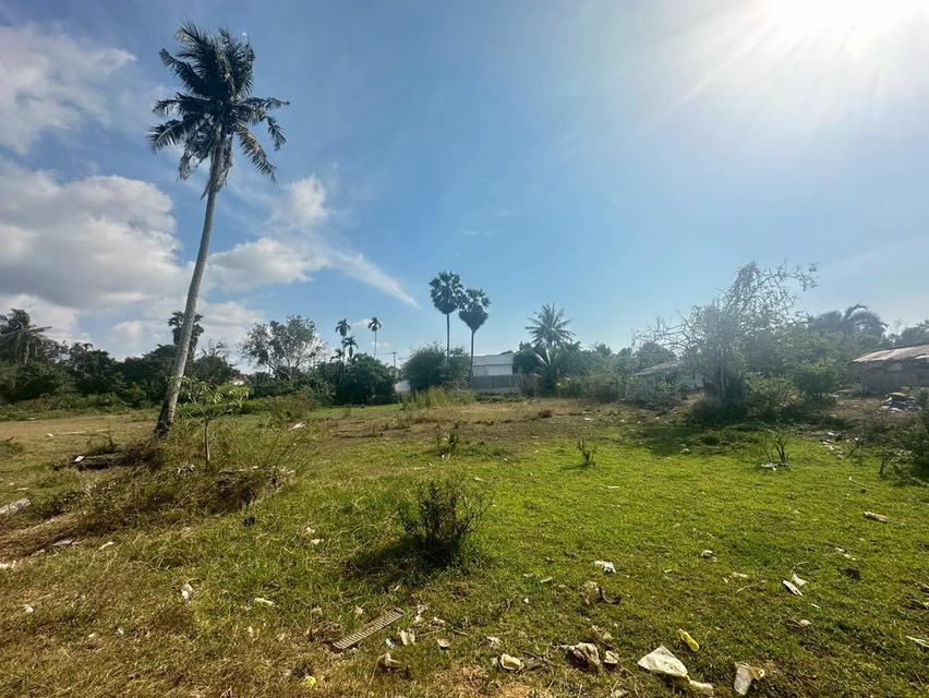 ขายด่วนที่ดินห้วยใหญ่ - ทุ่งละหาร ชลบุรี 5