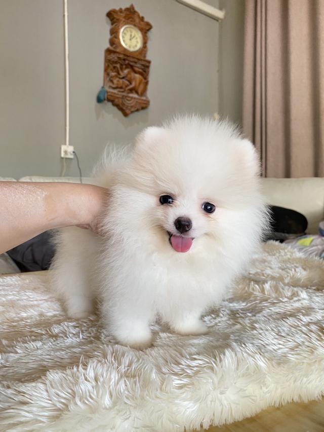 ปอมแท้ อ้วนกลมหมี พร้อมเลี้ยง