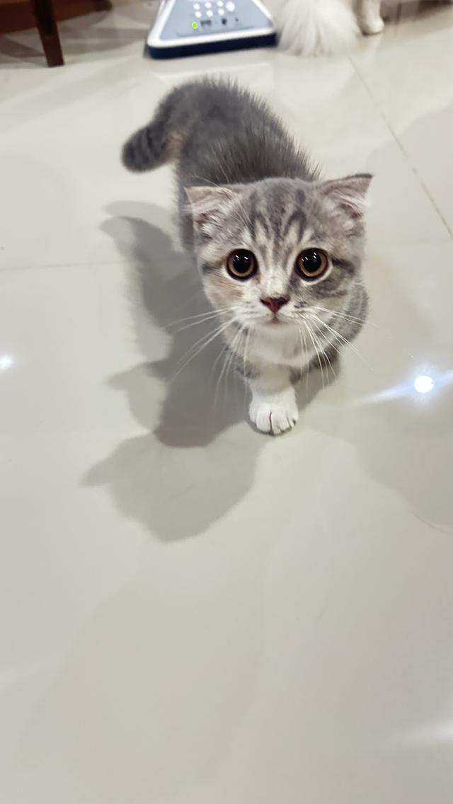 แมวมันกิ้นช์ ขาสั้น