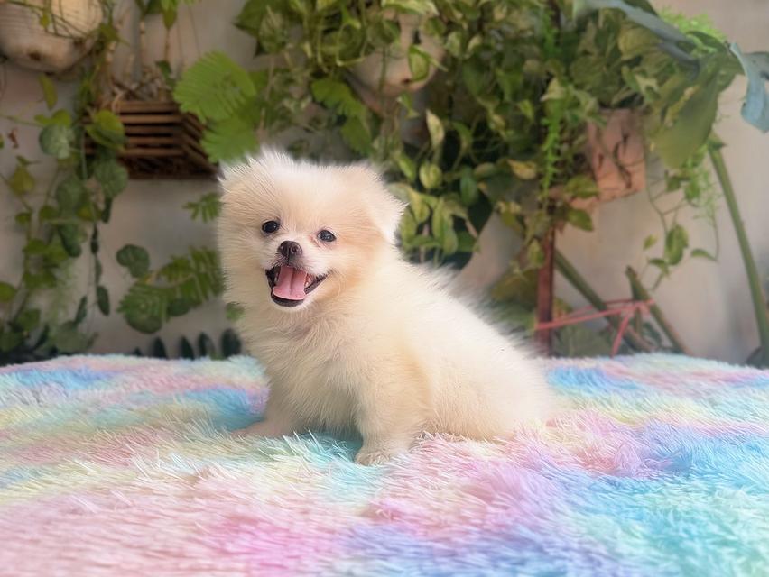 ปอมผสมชิวาวาสีขาวครีมเพศเมียพิกัดรามอินทรา 6