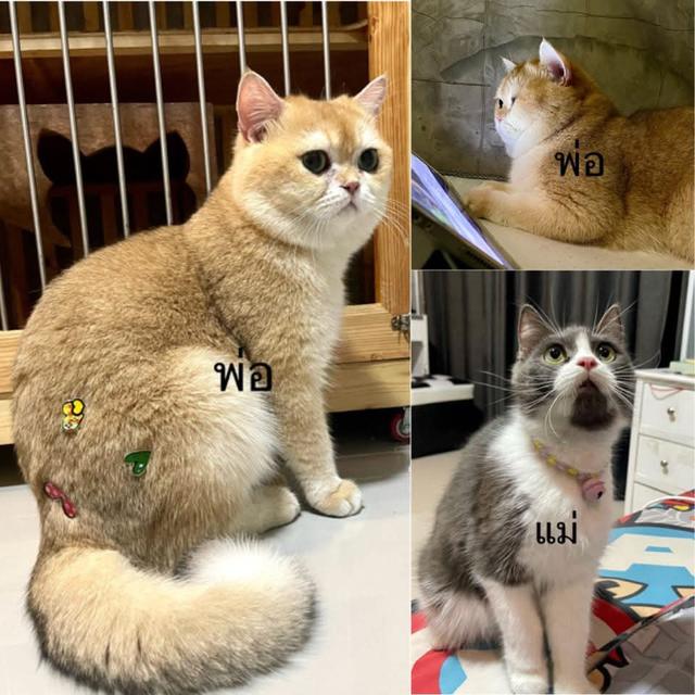 แมวลูกครึ่งบริติช 7
