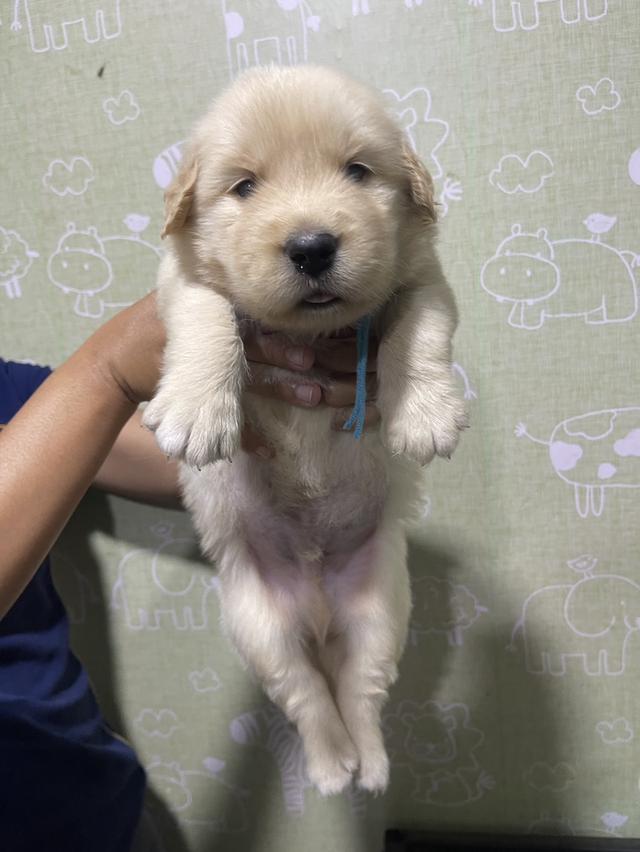 โกลเด้นรีทีฟเวอร์แท้