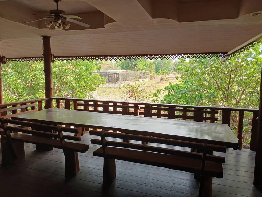 ขายที่ดินพร้อมบ้านและสวนลำไย 14 ไร่ ทำเลดีมาก อ.เมือง จ.ลำพุน 9