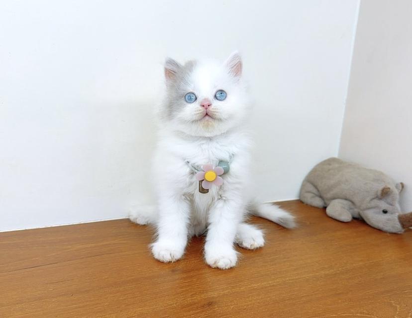 แมวสก๊อตติสโฟร์ น่ารัก นิสัยดีมาก รูปย่อยที่ 2