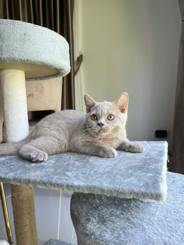 ลูกแมว บริติช ช็อตแฮร์ ใบเพ็ดนอกWCF(British Shorthair) 2