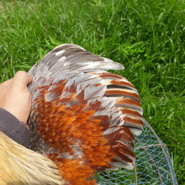ไก่ชนพม่าสายตี