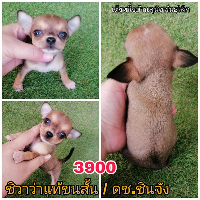 ชิวาว่าเเท้ขนสั้น ขนยาว พร้อมย้าย 14