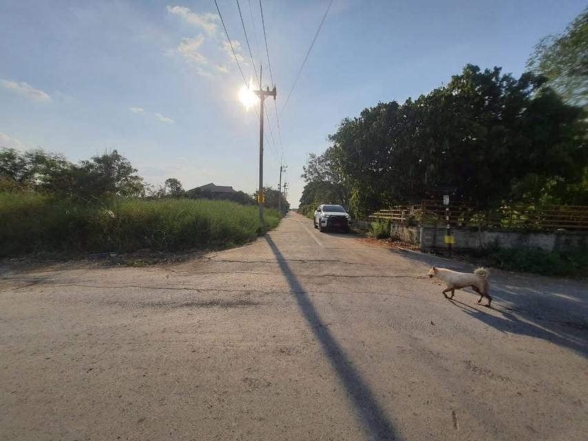 ขายด่วน !! ที่ดินคลองห้า 1 ไร่ ถมแล้วทั้งแปลง ติดถนนคอนกรีต กลั่นกรอง อ.คลองหลวง จ.ปทุมธานี 7