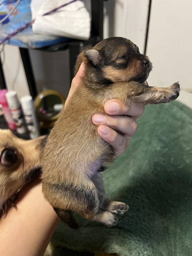 ลูกสุนัขชิวาวาไซค์มินิ รูปที่ 9