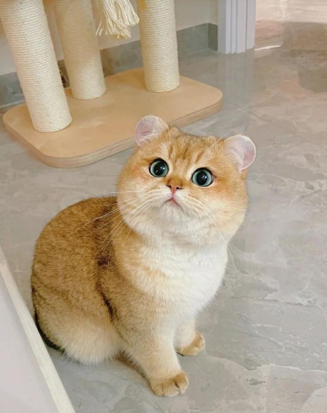 น้องแมวส้ม พันธุ์ บริทิชช็อตแฮร์ 1