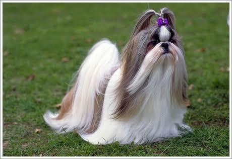 ชิสุ (Shih Tzu) 3