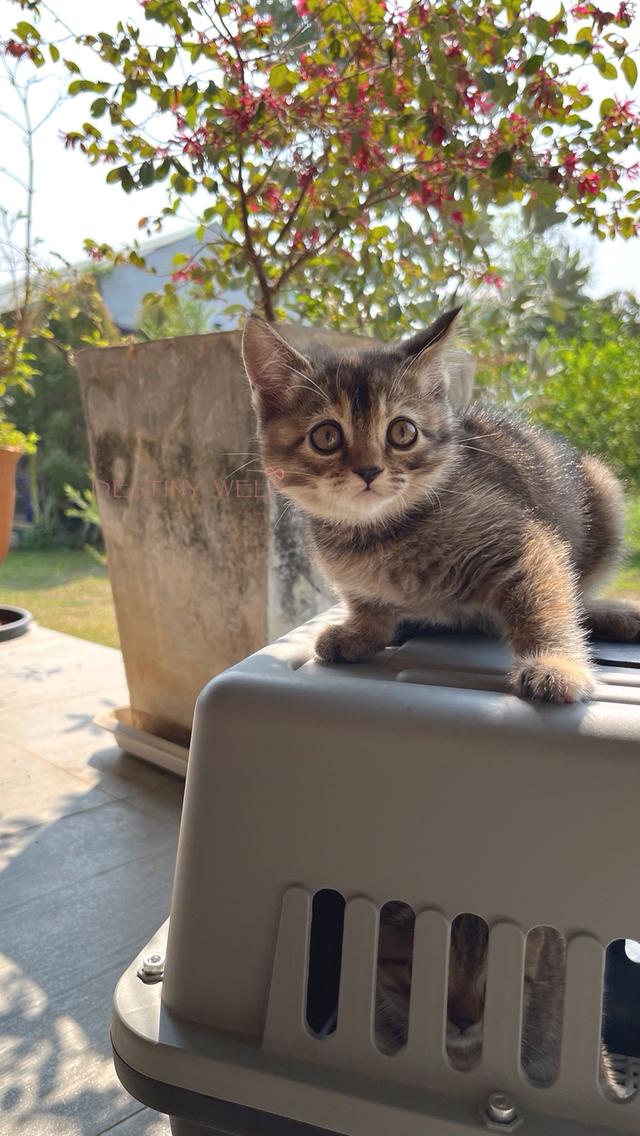 แมวสก๊อตติชโฟลด์ มีใบเพด scfc รูปที่ 2