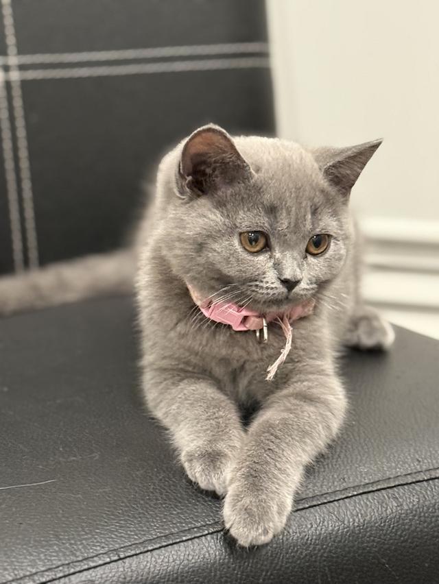 บริติช ช็อตแฮร์ สีบลู