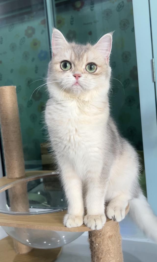 ดญ.บริติช(AY)พร้อมย้าย