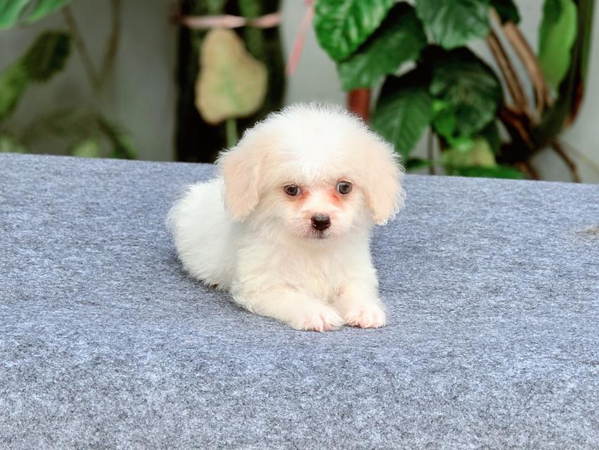 Poodleทอยสายพันธุ์แท้หนุ่มหล่อสีขาวครีมพร้อมย้ายบ้าน