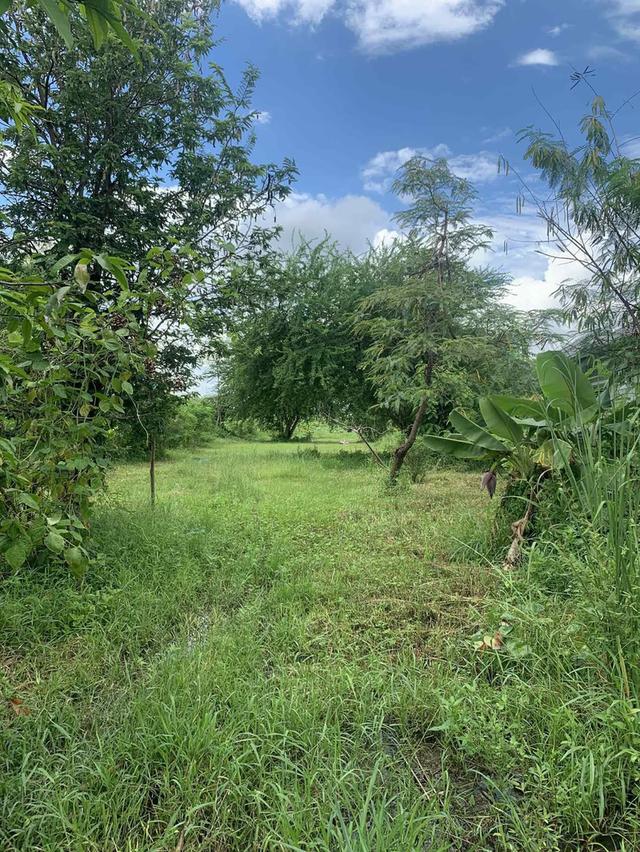 ขายที่่ดิน 📌ขายที่ดินเปล่า 1ไร่ 1งาน94 ตารางวา 📌ราคา3.5m สนใจต่อลองราคาได้ 📌ชุมชนหัวคู อ.เมือง จ.กาฬสินธุ์ ติดถนนไฟฟ้า น้ำถึง 📌ใกล้บิ๊กซี/แม็คโคร 6