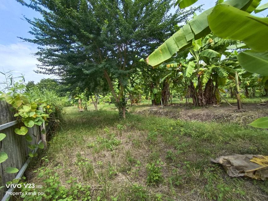 ขายที่ดินติดคลองบางระมาดสาย 2 เนื้อที่ 719.4 ตรว. พุทธมณฑลสาย 2 ซ.21 1