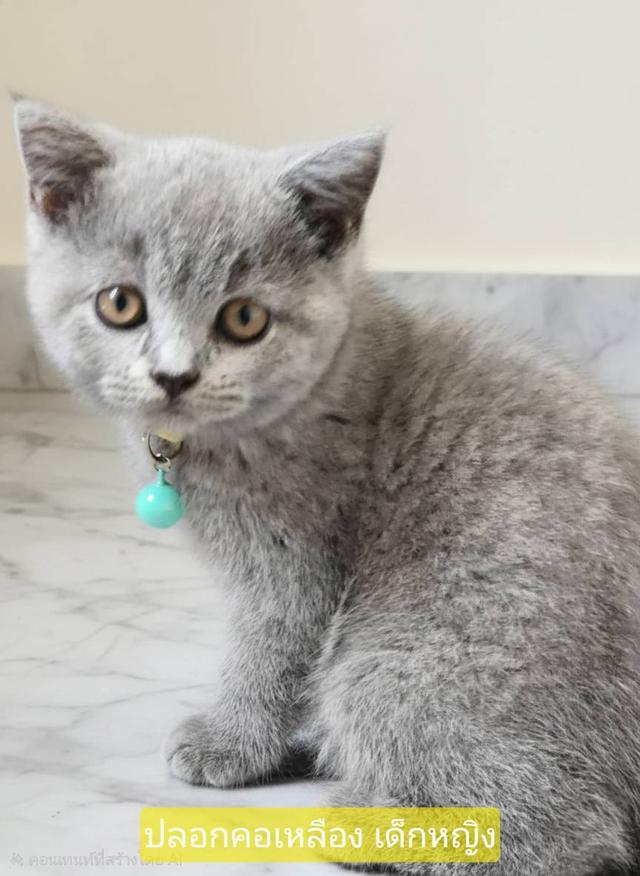 ลูกแมวบริติช ชอร์ทแฮร์ (British Shorthair) เด็กหญิง