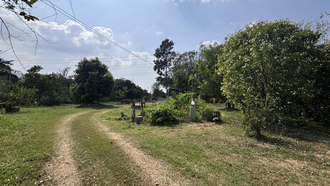 ขายที่สวน11 ไร่ พร้อมบ้าน2 หลัง มีรั้วล้อมรอบ ประตูรีโมท และรั้วล้อมสวน4ด้าน พร้อมต้นประดู่ ต้นกล้วย มะม่วง กระท้อน มะนาว มะกรูด 9