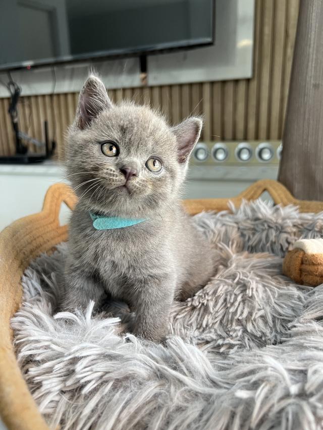 ลูกแมว บริติช ช็อตแฮร์ ใบเพ็ดนอกWCF(British Shorthair) 11