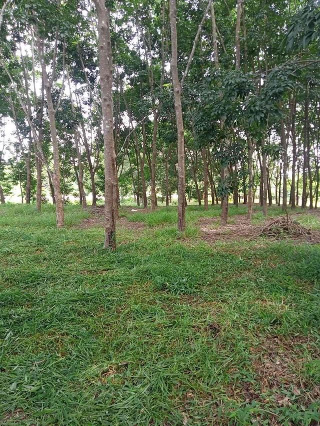 ขายสวนยาง 3.1ไร่ 60 ตรว ติดถนนสายหลัก ทำเลดี อำเภอขุนตาล จังหวัดเชียงราย 3