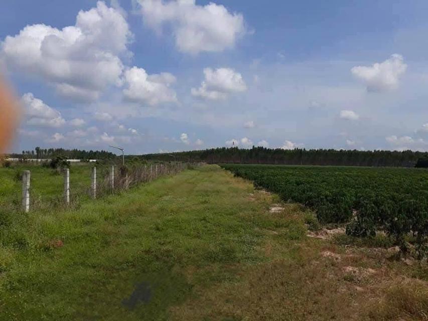 ขายที่ดินสีม่วงหัวหว้าหลังนิคมโรจนะ 23 ไร่ หลังรง.ฮอนด้า ใกล้ถนน304-3กม. อ.ศรีมหาโพธิ ปราจีนบุรี 3