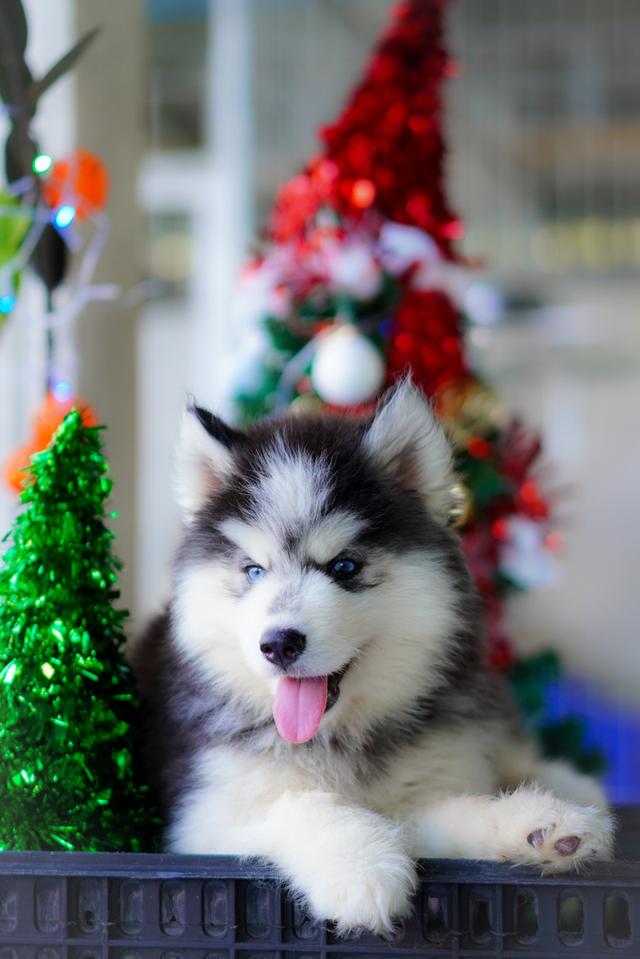 ไซบีเรียนฮัสกี้ Siberian husky ลูกสุนัขไซบีเรียนฮัสกี้ 15
