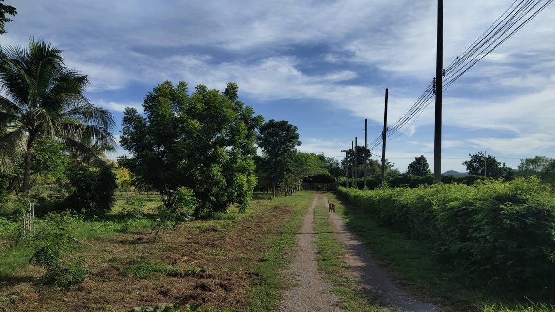 🌳 [ขายด่วน/急售] ที่ดินทองคำ บ้านโป่ง ราชบุรี (550K/ไร่) ติดถนนลาดยาง 3 ด้าน | น้ำไม่ท่วม 100% | เหมาะทำเกษตร โรงงาน และ Wellness Center 3