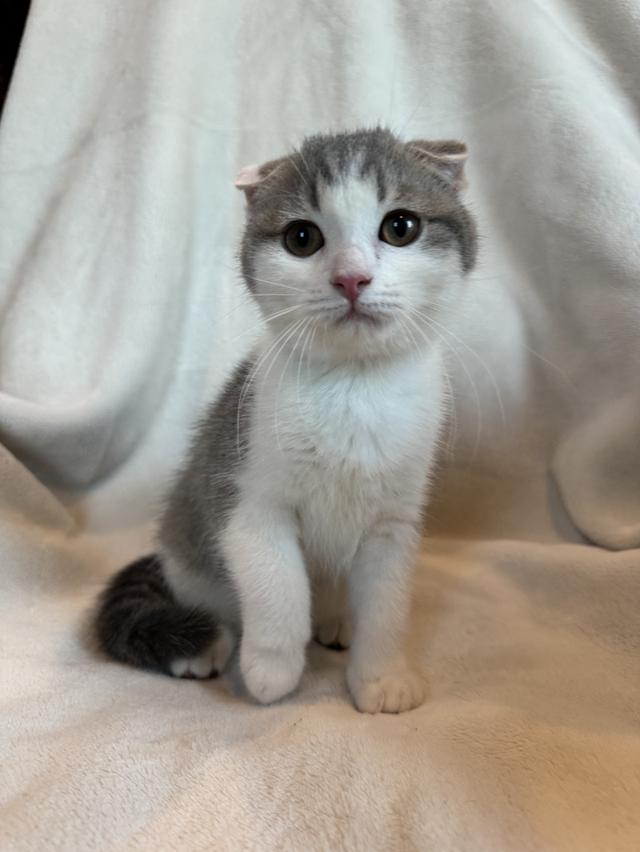 คนขายเลี้ยงเองค่ะ สก็อตติสโฟล์ด เมีย